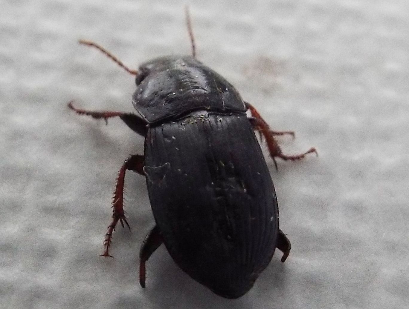 Harpalus cf. tardus - Carabidae